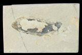Cretaceous, Soft Bodied Cephalopod Fossil - Lebanon #162762-1